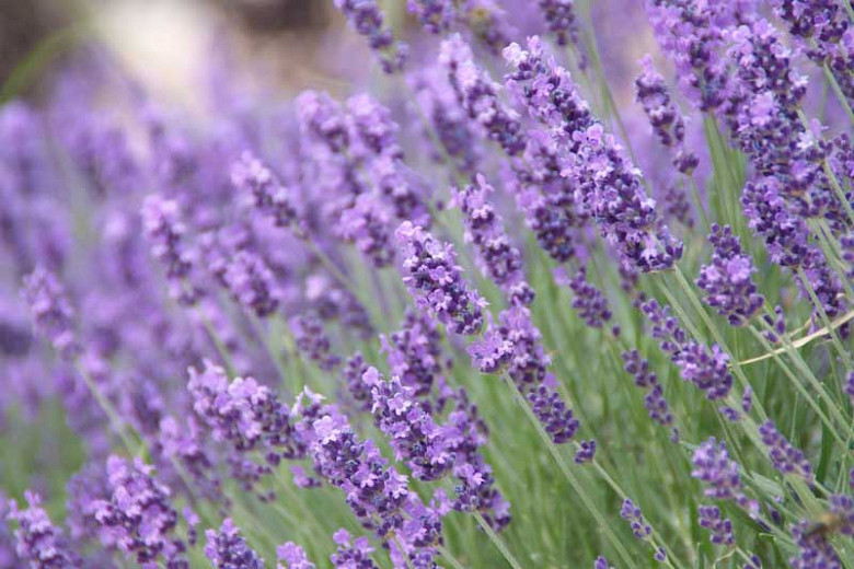 Lavandula angustifolia (English Lavender)